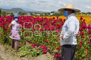 ATLIXCO . FLOR DE TERCIOPELO