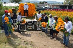 ATLIXCO . FLOR DE CEMPASÚCHIL