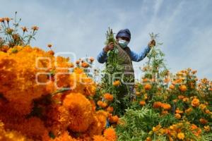 ATLIXCO . FLOR DE CEMPASÚCHIL