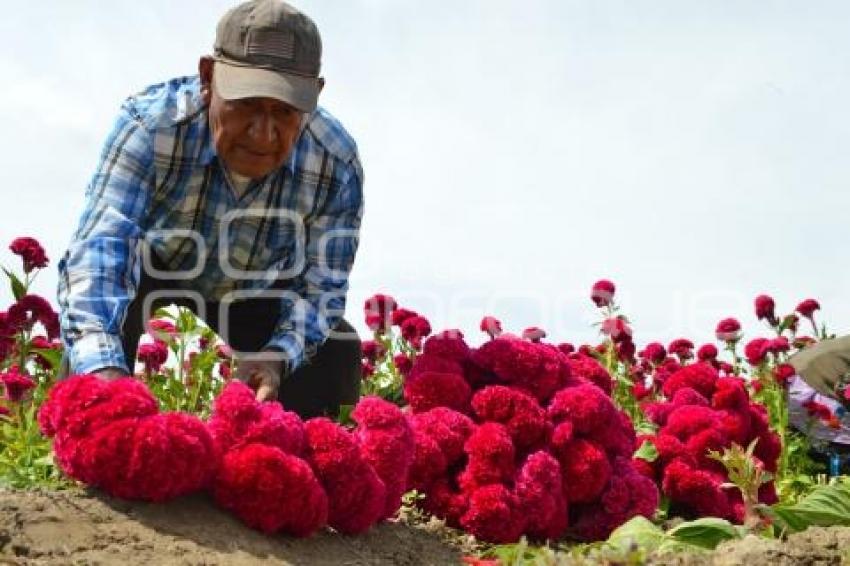 ATLIXCO . FLOR DE TERCIOPELO