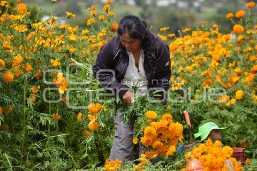 ATLIXCO . FLOR DE CEMPASÚCHIL