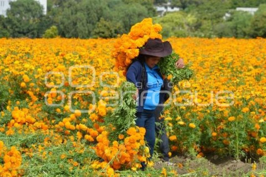 ATLIXCO . FLOR DE CEMPASÚCHIL