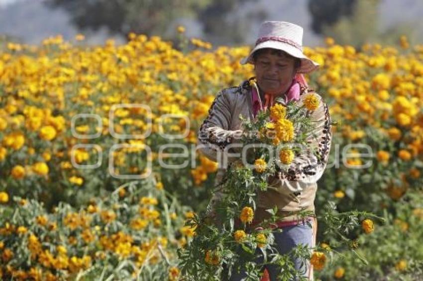 FLOR DE CEMPASÚCHIL