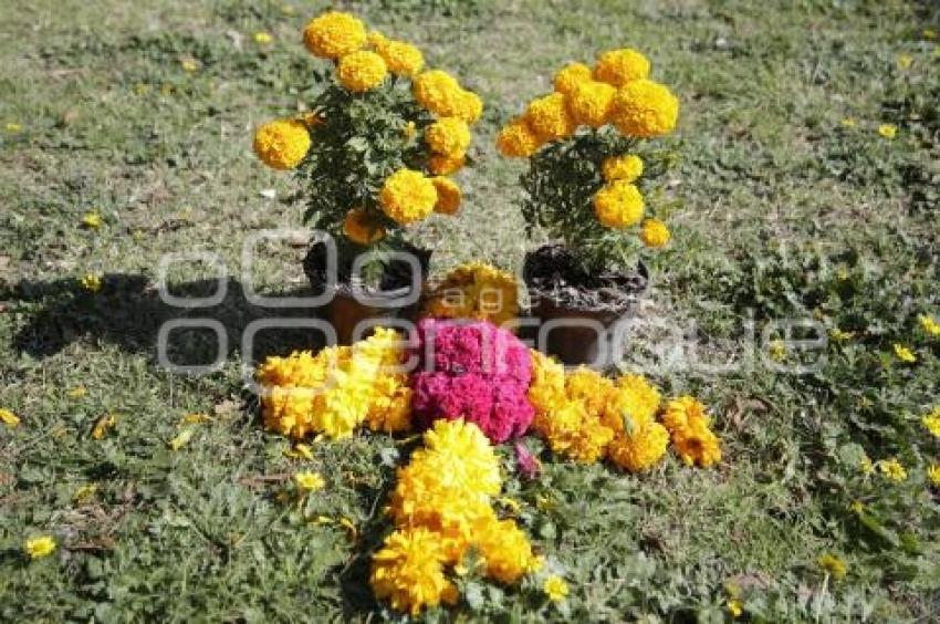 DÍA DE MUERTOS . ACCIDENTADOS