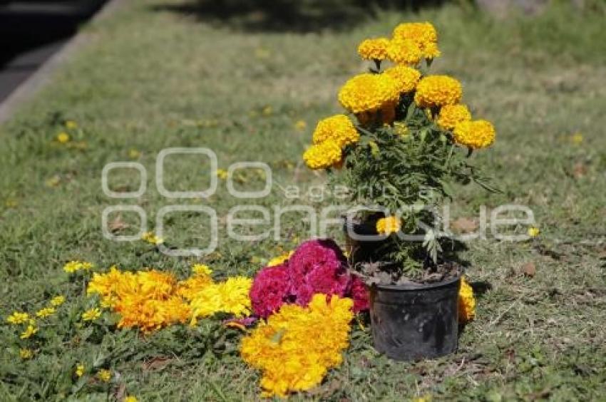 DÍA DE MUERTOS . ACCIDENTADOS