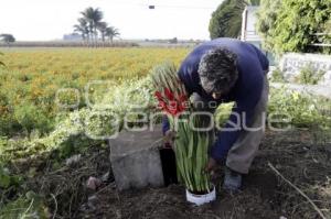 DÍA DE MUERTOS . ACCIDENTADOS