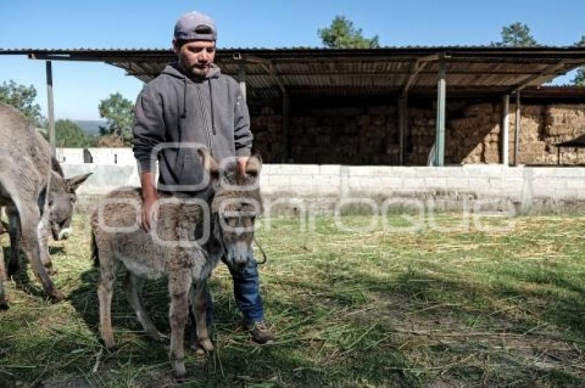 TLAXCALA . SANTUARIO BURROS