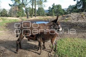 TLAXCALA . SANTUARIO BURROS