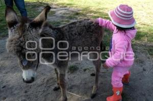 TLAXCALA . SANTUARIO BURROS