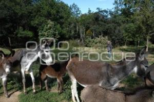 TLAXCALA . SANTUARIO BURROS