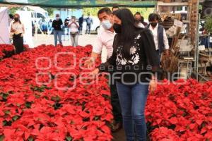 ATLIXCO . FLOR DE NOCHEBUENA 