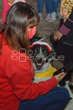 TLAXCALA . PASARELA DE PERRITOS