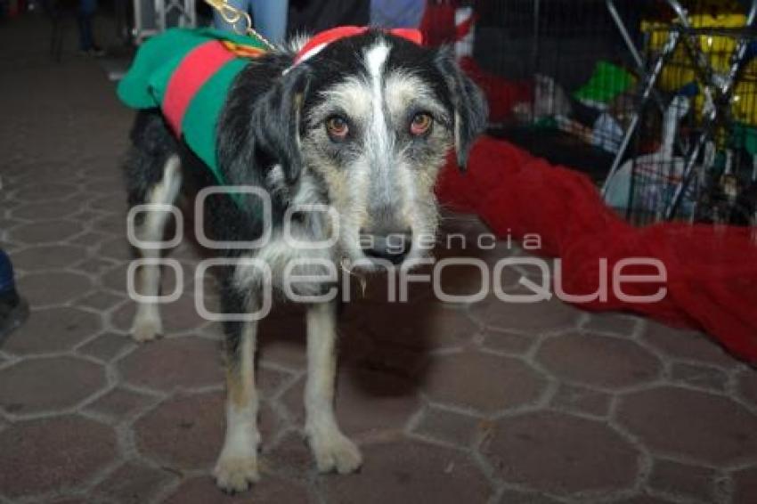 TLAXCALA . PASARELA DE PERRITOS