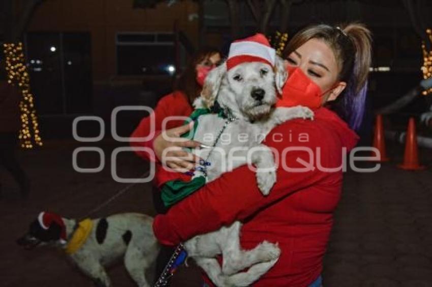 TLAXCALA . PASARELA DE PERRITOS