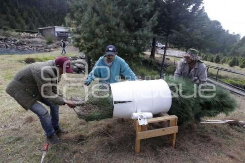 ÁRBOLES DE NAVIDAD