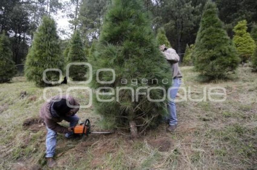 ÁRBOLES DE NAVIDAD