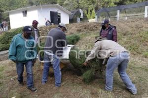 ÁRBOLES DE NAVIDAD