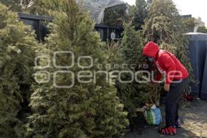 RECICLAJE ÁRBOLES DE NAVIDAD