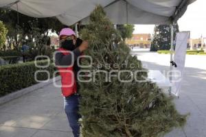 RECICLAJE ÁRBOLES DE NAVIDAD