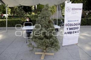 RECICLAJE ÁRBOLES DE NAVIDAD