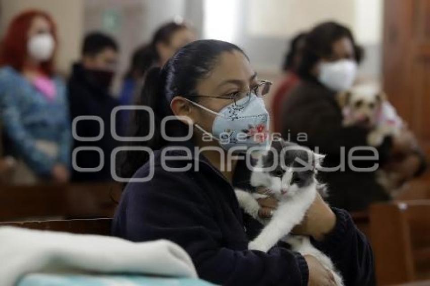 BENDICIÓN DE MASCOTAS