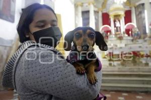 BENDICIÓN DE MASCOTAS