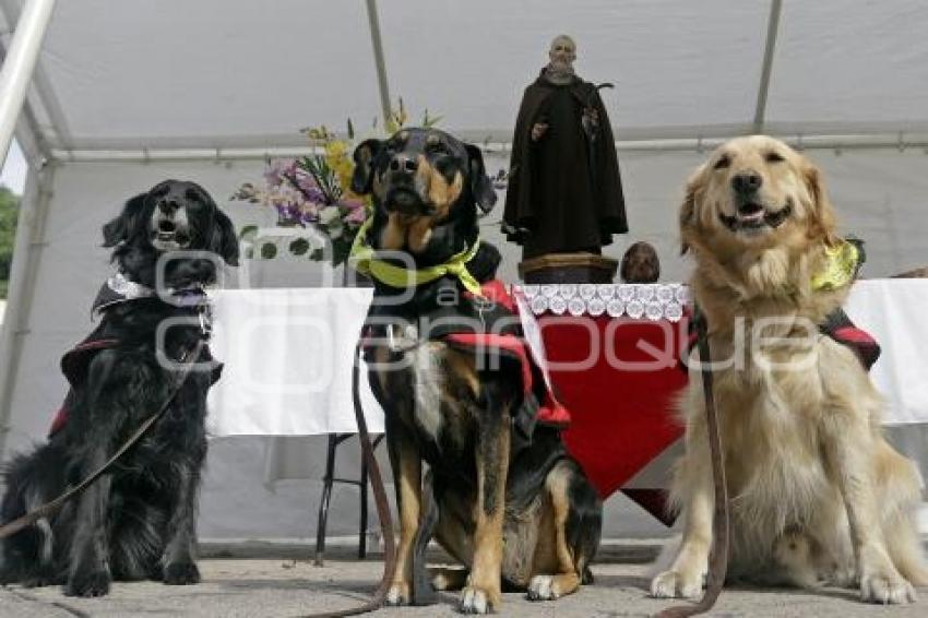 BENDICIÓN DE MASCOTAS