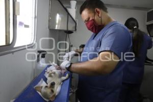 AYUNTAMIENTO . JORNADA DE ESTERILIZACIÓN