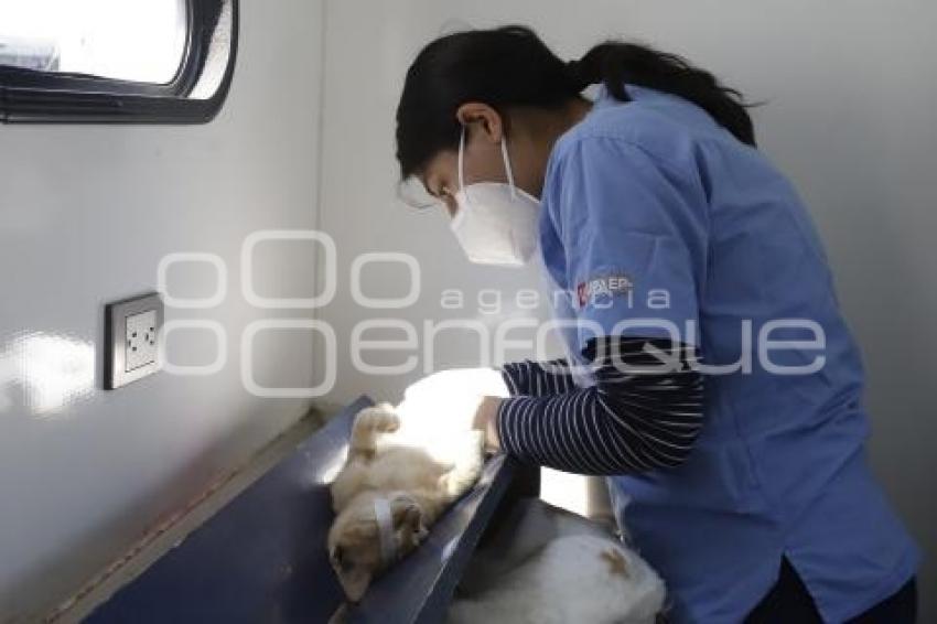 AYUNTAMIENTO . JORNADA DE ESTERILIZACIÓN