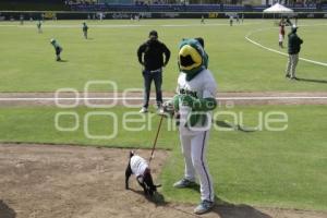 BÉISBOL . COPA PERIQUITOS 