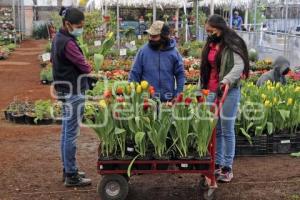 ATLIXCO . TEMPORADA DE TULIPANES