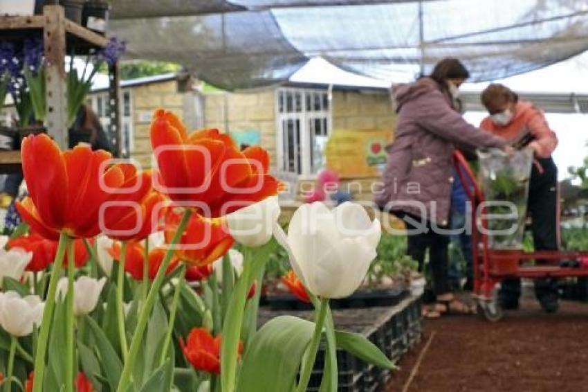 ATLIXCO . TEMPORADA DE TULIPANES