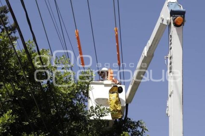 CFE . PODA DE ÁRBOLES