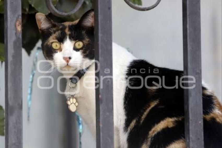 DÍA INTERNACIONAL DEL GATO