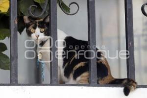 DÍA INTERNACIONAL DEL GATO