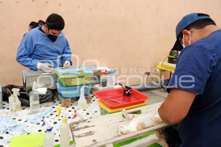 TLAXCALA . ESTERILIZACIÓN ANIMALES