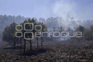 INCENDIO FORESTAL