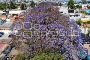 TLAXCALA . JACARANDAS