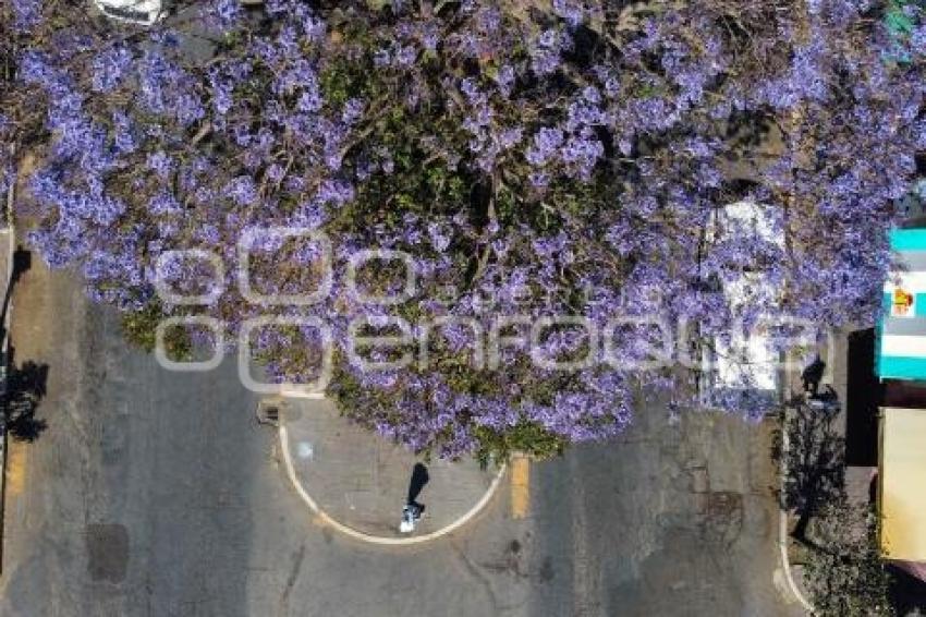 TLAXCALA . JACARANDAS