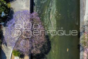 TLAXCALA . JACARANDAS