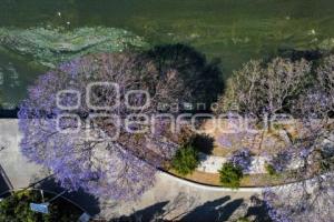 TLAXCALA . JACARANDAS