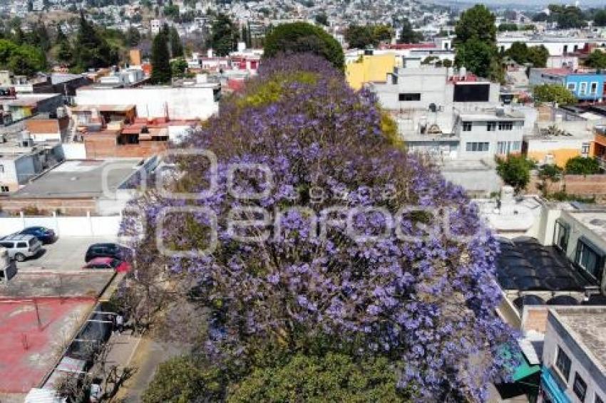 TLAXCALA . JACARANDAS