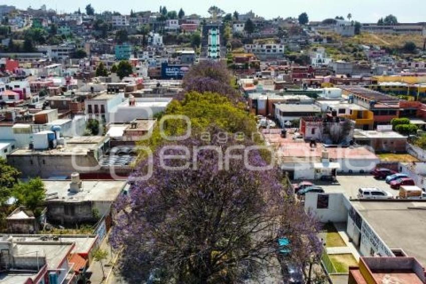 TLAXCALA . JACARANDAS