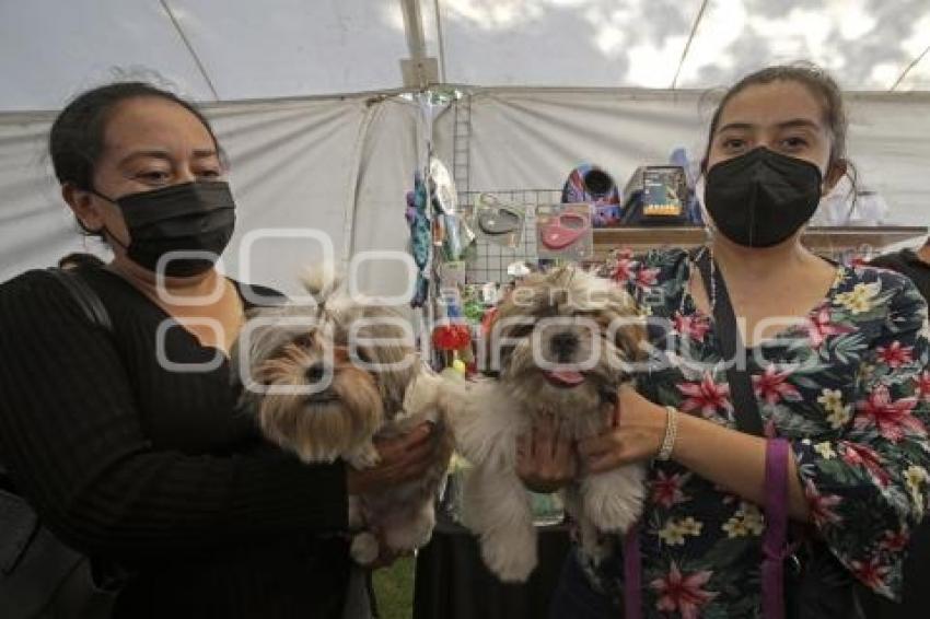 PERRO GATO FEST