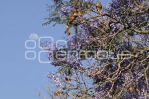  JACARANDAS