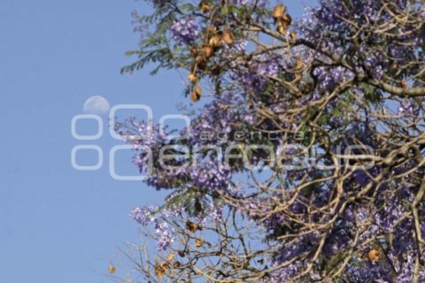  JACARANDAS