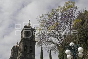  JACARANDAS