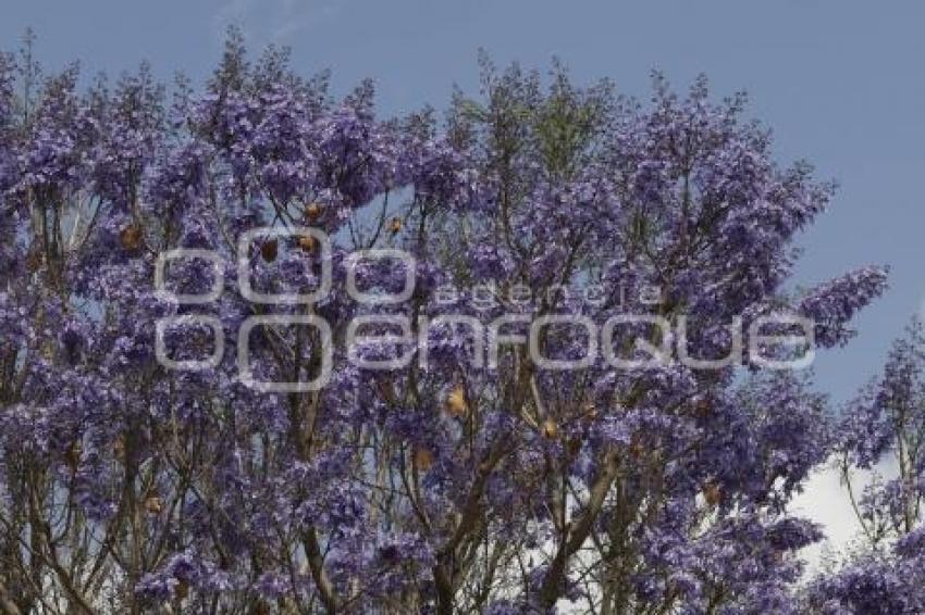  JACARANDAS