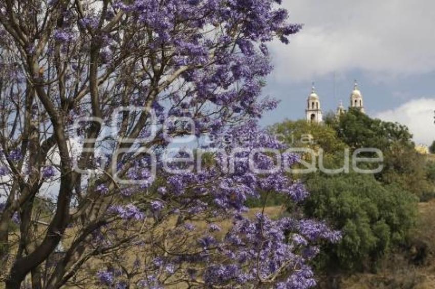  JACARANDAS