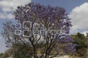  JACARANDAS